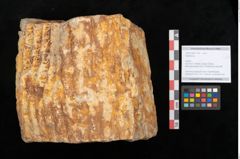Foto (Objekt + Etikett) von Sigillaria sp.  (NHMW-GEO-2024-0188-11103)